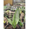 Sansevieria Silver Angel, real feature image plant. Picture taken directly from kaktus.id community Sansevieria farmer green houses.