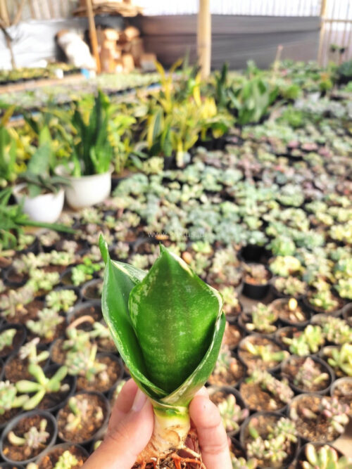 Sansevieria Martin, real gallery image #3 plants. Picture taken directly from kaktus.id community Sansevieria farmer green houses.