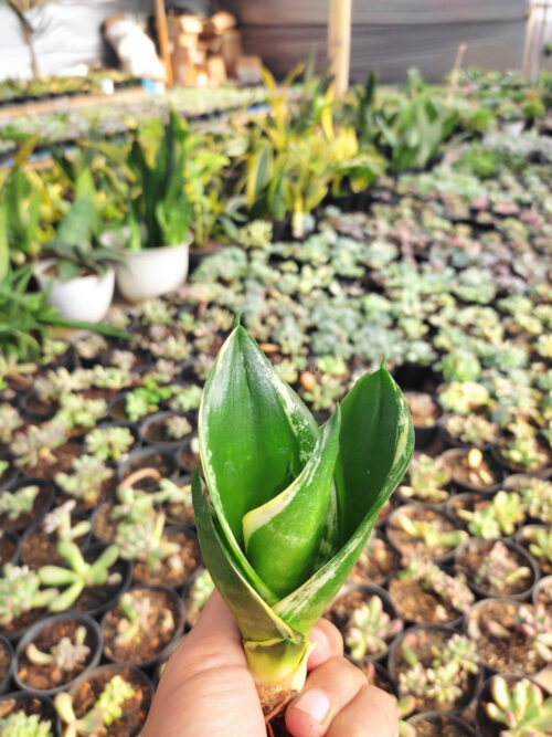 Sansevieria Martin, real gallery image #4 plants. Picture taken directly from kaktus.id community Sansevieria farmer green houses.