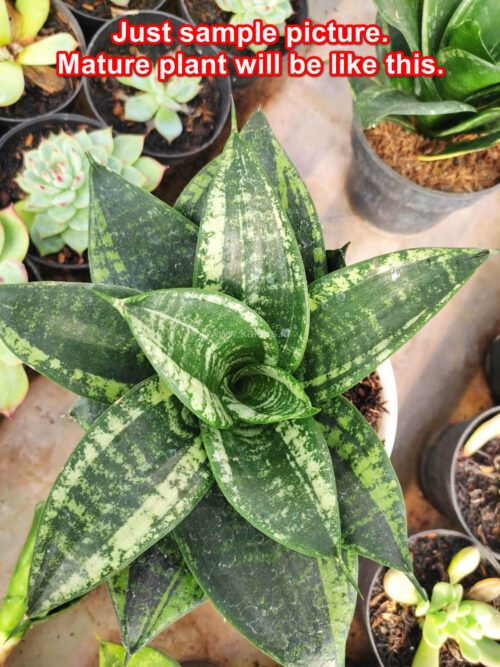 Sansevieria Martin, real gallery image #1 plants. Picture taken directly from kaktus.id community Sansevieria farmer green houses.