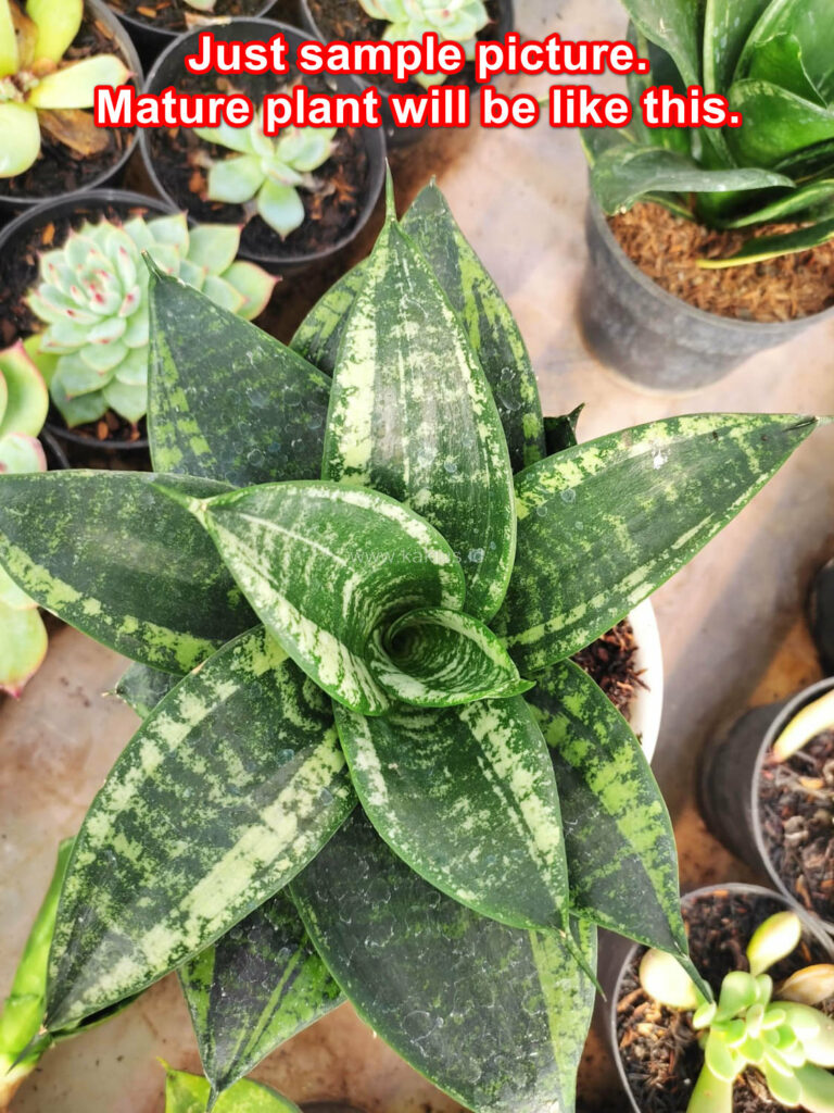 kaktus.id