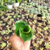 Sansevieria Martin, real feature image plant. Picture taken directly from kaktus.id community Sansevieria farmer green houses.