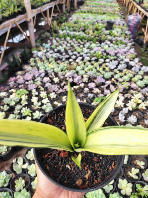 Sansevieria Beauty Sensation, real gallery image #3 plants. Picture taken directly from kaktus.id community Sansevieria farmer green houses.
