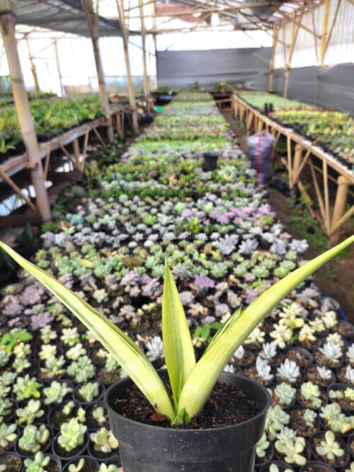 Sansevieria Beauty Sensation, real gallery image #4 plants. Picture taken directly from kaktus.id community Sansevieria farmer green houses.