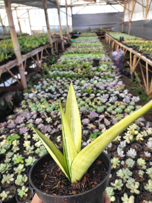 Sansevieria Beauty Sensation, real gallery image #5 plants. Picture taken directly from kaktus.id community Sansevieria farmer green houses.