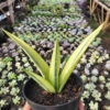 Sansevieria Beauty Sensation, real feature image plant. Picture taken directly from kaktus.id community Sansevieria farmer green houses.