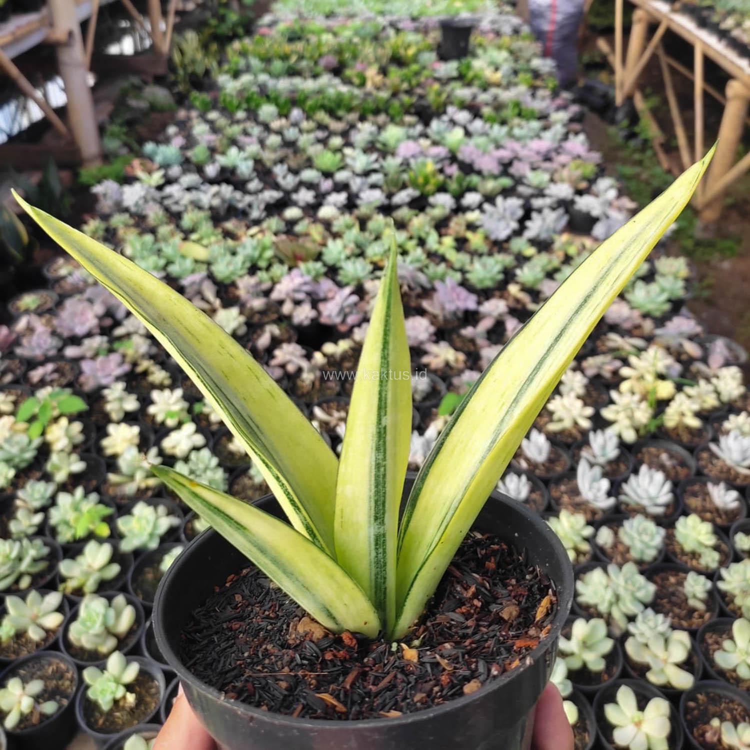 サンスベリア Sansevieria Beauty Sensation Sansevieria beauti sensation variegated – Succulentasia
