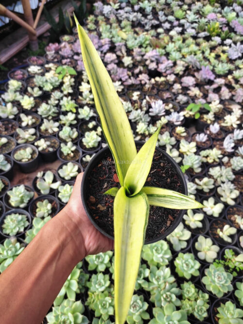 Sansevieria Beauty Sensation, real gallery image #2 plants. Picture taken directly from kaktus.id community Sansevieria farmer green houses.
