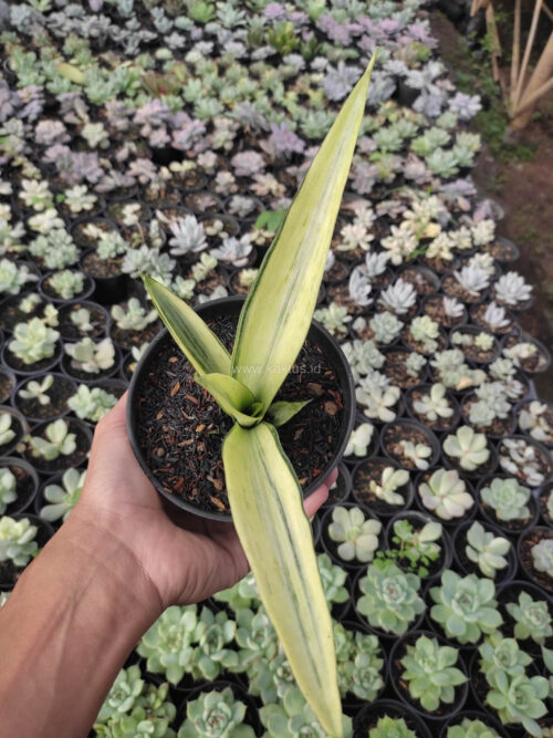 Sansevieria Beauty Sensation, real gallery image #1 plants. Picture taken directly from kaktus.id community Sansevieria farmer green houses.