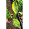 Sansevieria Sudwala Variegated, real feature image plant. Picture taken directly from kaktus.id community Sansevieria farmer green houses.
