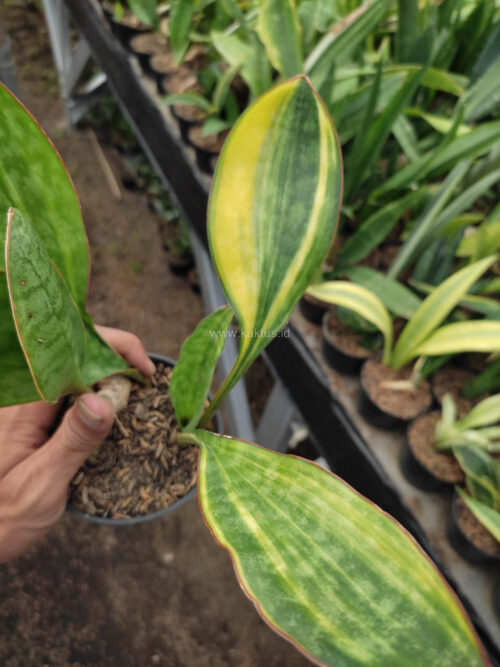 Sansevieria Sudwala Variegated, real gallery image #1 plants. Picture taken directly from kaktus.id community Sansevieria farmer green houses.