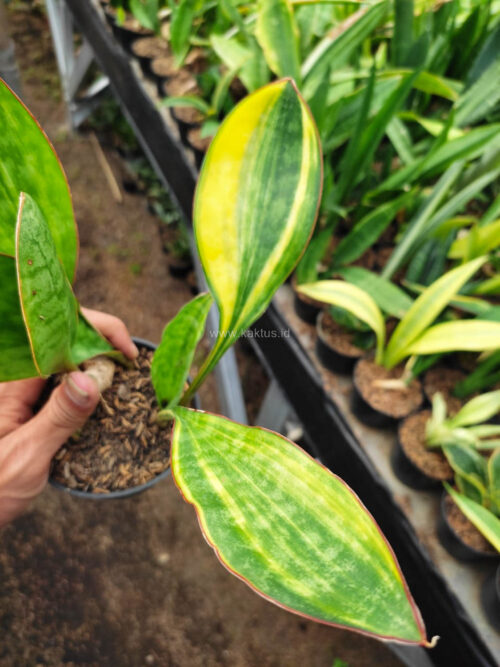Sansevieria Sudwala Variegated, real gallery image #2 plants. Picture taken directly from kaktus.id community Sansevieria farmer green houses.