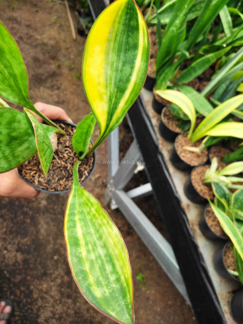 Sansevieria Sudwala Variegated, real gallery image #3 plants. Picture taken directly from kaktus.id community Sansevieria farmer green houses.