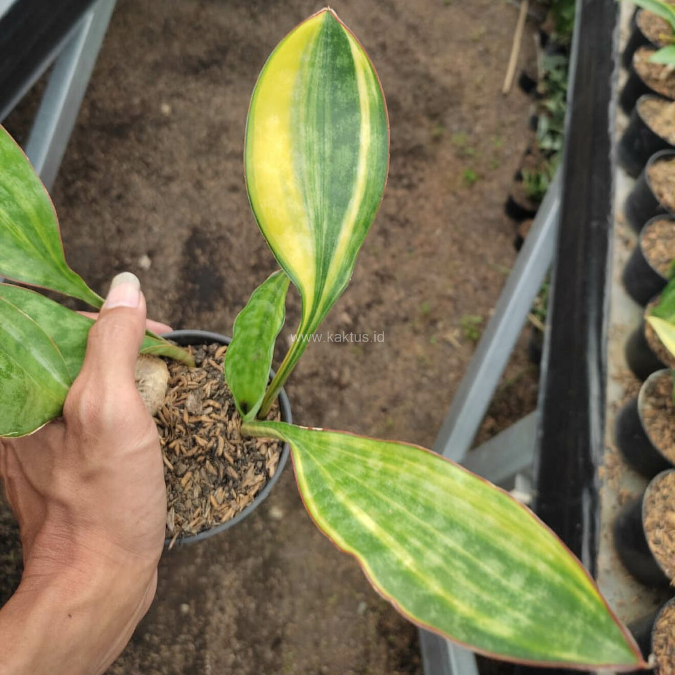 Sansevieria Sudwala Variegated, real gallery image #4 plants. Picture taken directly from kaktus.id community Sansevieria farmer green houses.