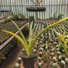Sansevieria Stela Variegated, real gallery image #4 plants. Picture taken directly from kaktus.id community Sansevieria farmer green houses.