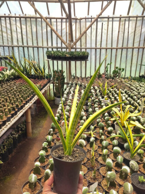 Sansevieria Stela Variegated, real gallery image #3 plants. Picture taken directly from kaktus.id community Sansevieria farmer green houses.