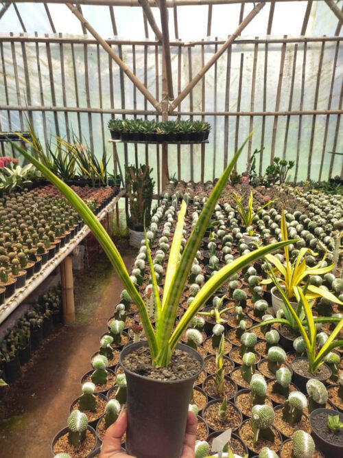 Sansevieria Stela Variegated, real gallery image #2 plants. Picture taken directly from kaktus.id community Sansevieria farmer green houses.