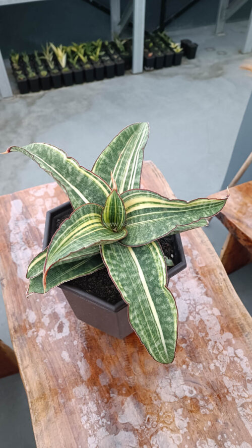 Sansevieria Hawaiian Star Variegated Wide 35 Cm, real gallery image #11 plants. Picture taken directly from kaktus.id community Sansevieria farmer green houses.