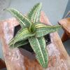 Sansevieria Hawaiian Star Variegated Wide 35 Cm, real feature image plant. Picture taken directly from kaktus.id community Sansevieria farmer green houses.
