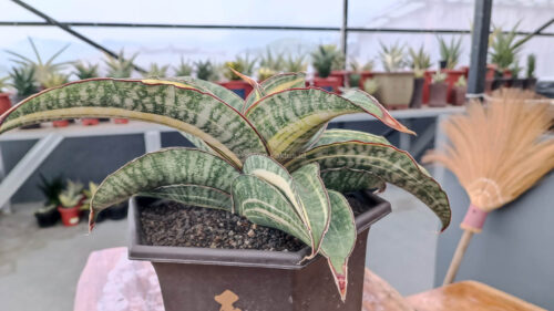 Sansevieria Hawaiian Star Variegated Wide 35 Cm, real gallery image #13 plants. Picture taken directly from kaktus.id community Sansevieria farmer green houses.