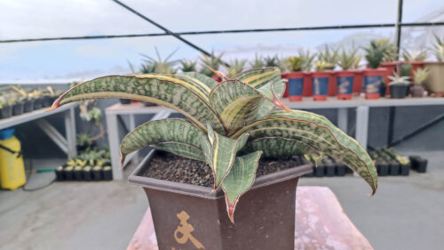 Sansevieria Hawaiian Star Variegated Wide 35 Cm, real gallery image #3 plants. Picture taken directly from kaktus.id community Sansevieria farmer green houses.