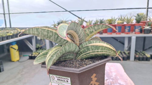 Sansevieria Hawaiian Star Variegated Wide 35 Cm, real gallery image #7 plants. Picture taken directly from kaktus.id community Sansevieria farmer green houses.