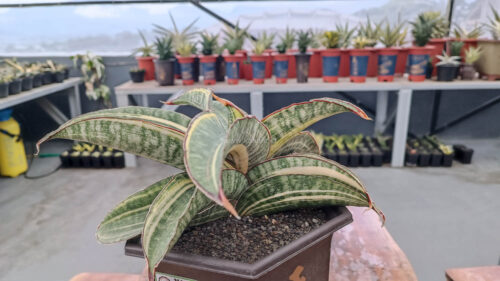 Sansevieria Hawaiian Star Variegated Wide 35 Cm, real gallery image #5 plants. Picture taken directly from kaktus.id community Sansevieria farmer green houses.