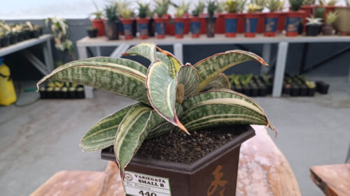 Sansevieria Hawaiian Star Variegated Wide 35 Cm, real gallery image #9 plants. Picture taken directly from kaktus.id community Sansevieria farmer green houses.