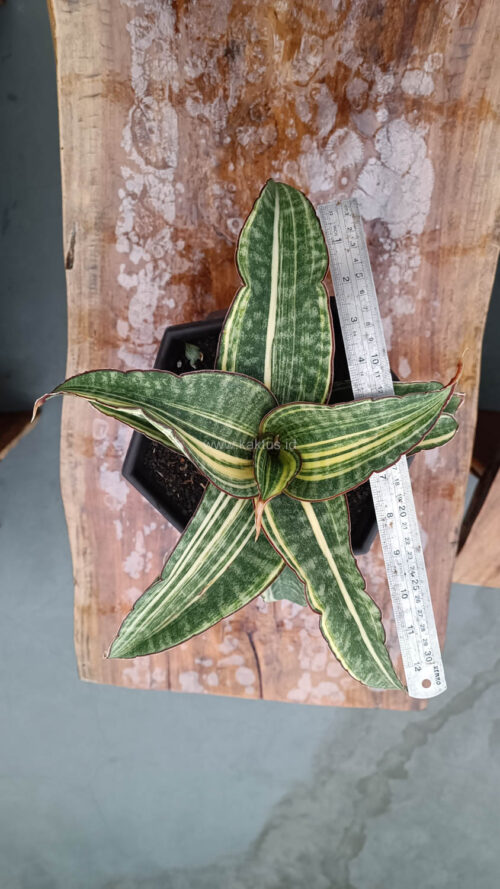 Sansevieria Hawaiian Star Variegated Wide 35 Cm, real gallery image #1 plants. Picture taken directly from kaktus.id community Sansevieria farmer green houses.