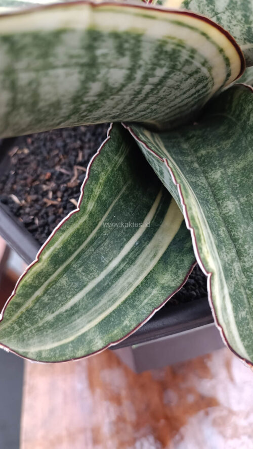 Sansevieria Hawaiian Star Variegated Wide 35 Cm, real gallery image #18 plants. Picture taken directly from kaktus.id community Sansevieria farmer green houses.
