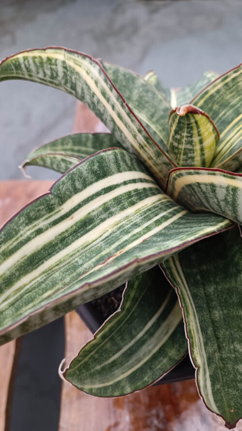 Sansevieria Hawaiian Star Variegated Wide 35 Cm, real gallery image #15 plants. Picture taken directly from kaktus.id community Sansevieria farmer green houses.