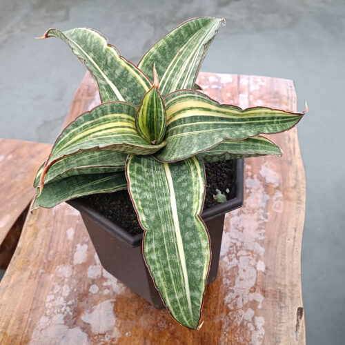 Sansevieria Hawaiian Star Variegated Wide 35 Cm, real gallery image #4 plants. Picture taken directly from kaktus.id community Sansevieria farmer green houses.
