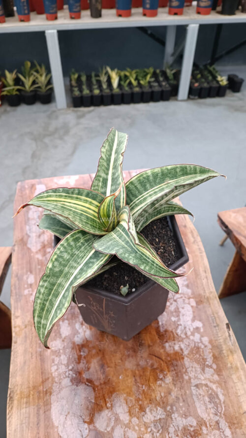 Sansevieria Hawaiian Star Variegated Wide 35 Cm, real gallery image #8 plants. Picture taken directly from kaktus.id community Sansevieria farmer green houses.