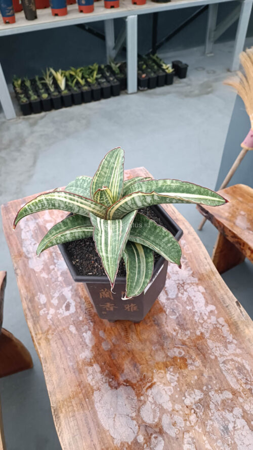 Sansevieria Hawaiian Star Variegated Wide 35 Cm, real gallery image #10 plants. Picture taken directly from kaktus.id community Sansevieria farmer green houses.