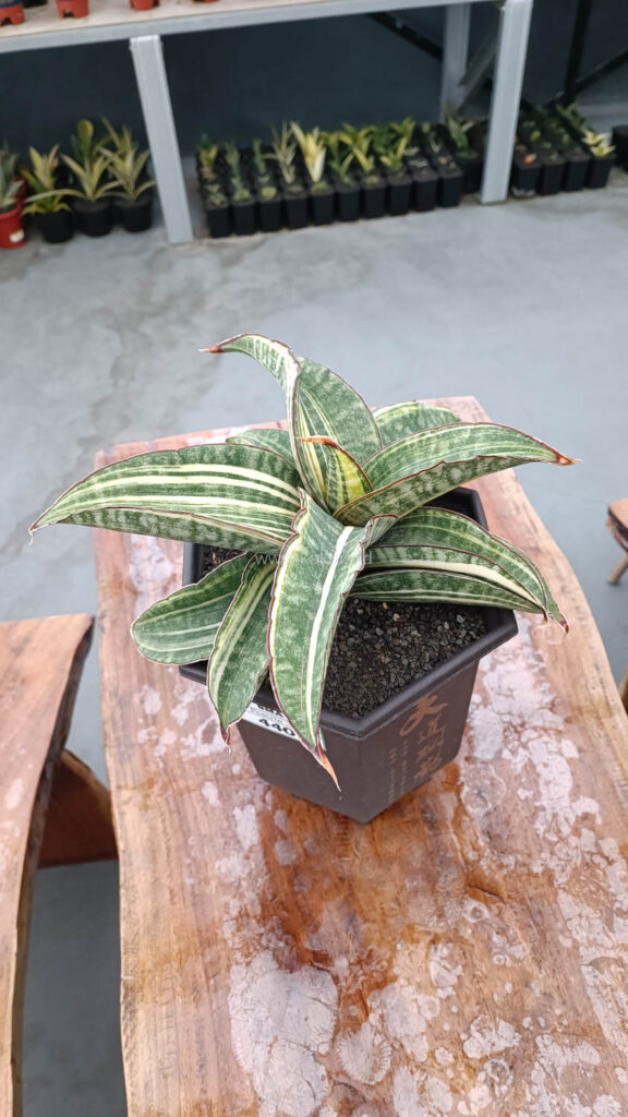 kaktus.id