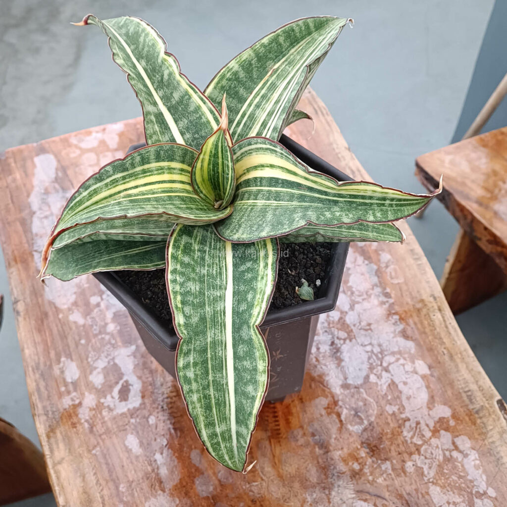 kaktus.id