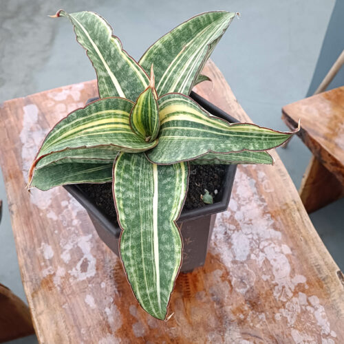 Sansevieria Hawaiian Star Variegated Wide 35 Cm, real gallery image #6 plants. Picture taken directly from kaktus.id community Sansevieria farmer green houses.