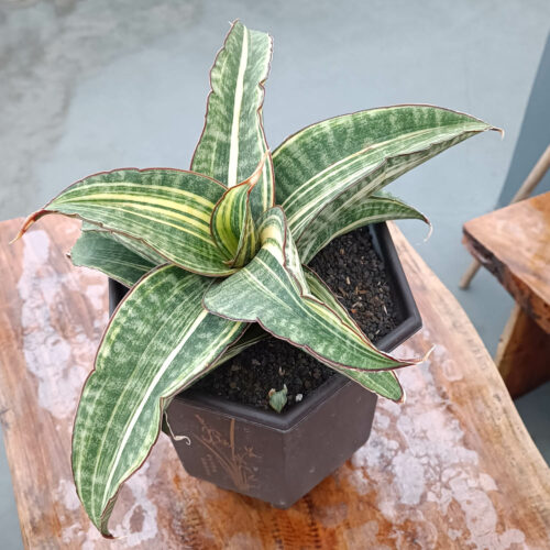 Sansevieria Hawaiian Star Variegated Wide 35 Cm, real gallery image #14 plants. Picture taken directly from kaktus.id community Sansevieria farmer green houses.