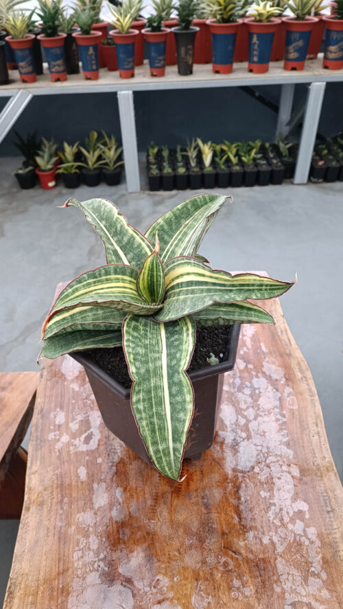 Sansevieria Hawaiian Star Variegated Wide 35 Cm, real gallery image #16 plants. Picture taken directly from kaktus.id community Sansevieria farmer green houses.