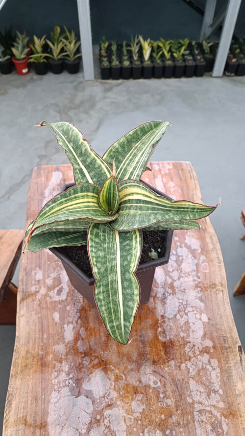 Sansevieria Hawaiian Star Variegated Wide 35 Cm, real gallery image #17 plants. Picture taken directly from kaktus.id community Sansevieria farmer green houses.