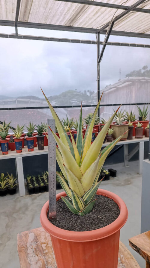 Sansevieria Pinguicula Variegated Height 45 Cm, real gallery image #2 plants. Picture taken directly from kaktus.id community Sansevieria farmer green houses.