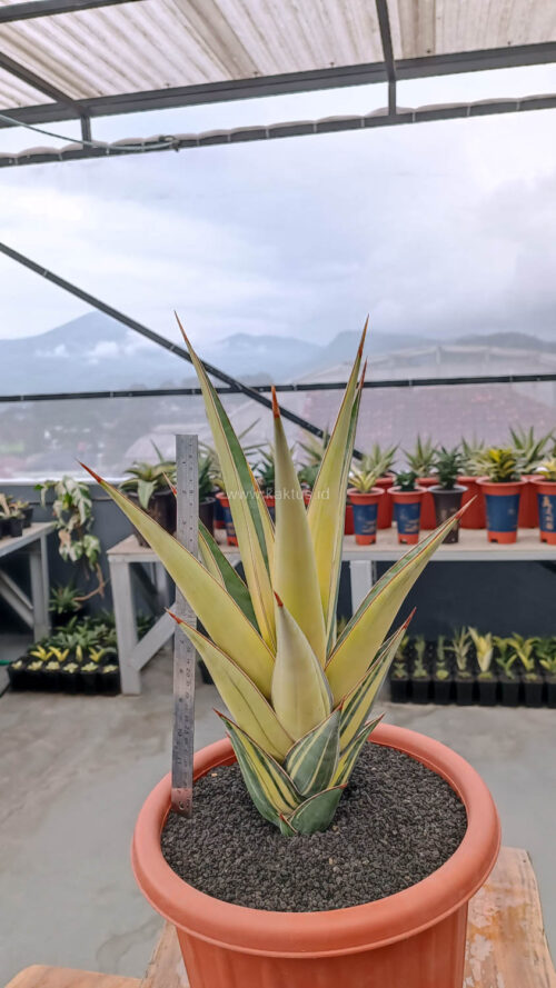 Sansevieria Pinguicula Variegated Height 45 Cm, real gallery image #3 plants. Picture taken directly from kaktus.id community Sansevieria farmer green houses.