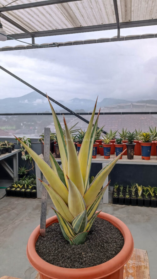 Sansevieria Pinguicula Variegated Height 45 Cm, real gallery image #4 plants. Picture taken directly from kaktus.id community Sansevieria farmer green houses.