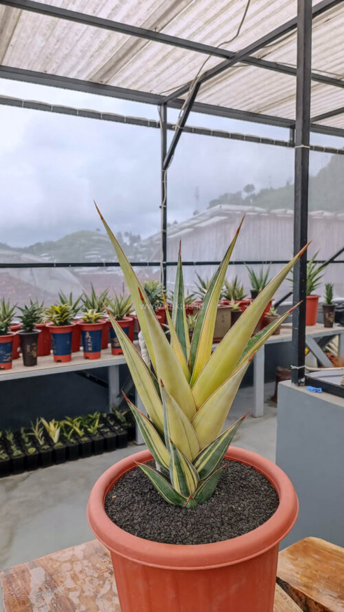 Sansevieria Pinguicula Variegated Height 45 Cm, real gallery image #5 plants. Picture taken directly from kaktus.id community Sansevieria farmer green houses.