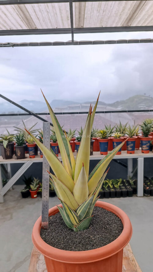 Sansevieria Pinguicula Variegated Height 45 Cm, real gallery image #1 plants. Picture taken directly from kaktus.id community Sansevieria farmer green houses.