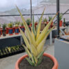 Sansevieria Pinguicula Variegated Height 45 Cm, real feature image plant. Picture taken directly from kaktus.id community Sansevieria farmer green houses.