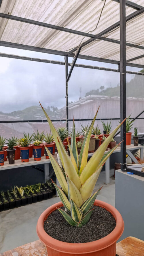 Sansevieria Pinguicula Variegated Height 45 Cm, real gallery image #6 plants. Picture taken directly from kaktus.id community Sansevieria farmer green houses.