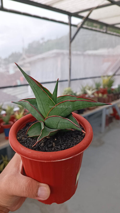 Sansevieria Kirana, real gallery image #14 plants. Picture taken directly from kaktus.id community Sansevieria farmer green houses.