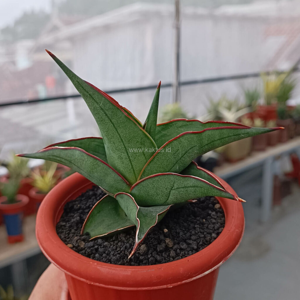 kaktus.id