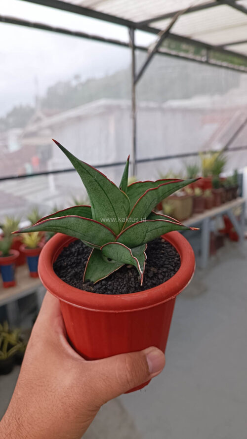 Sansevieria Kirana, real gallery image #15 plants. Picture taken directly from kaktus.id community Sansevieria farmer green houses.